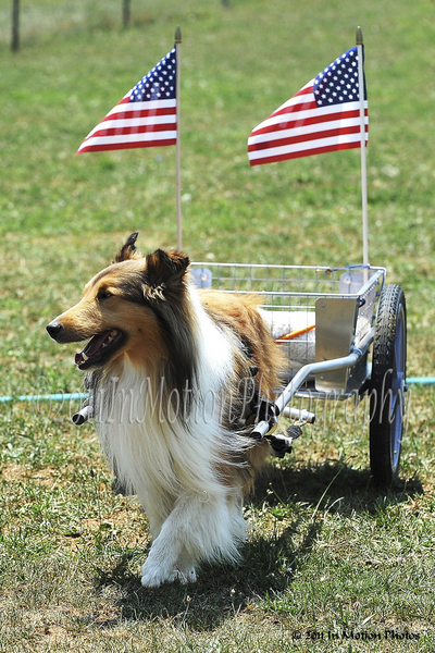 Cordell, from Maryland, as Mr. Patriotism cheerfully pulling his medium size custom dog cart.©  Photo by In Motion Photos