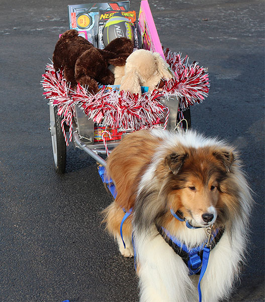 Gavyn loves to use his dog cart and his owner in Buffalo, N.Y. has him carry things in his cart for her.