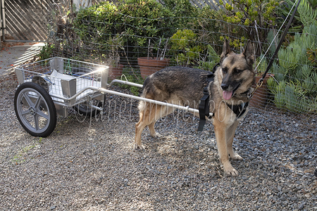 Cora, a German Shepherd from Alaska, nicely poses with a standard size dog cart.