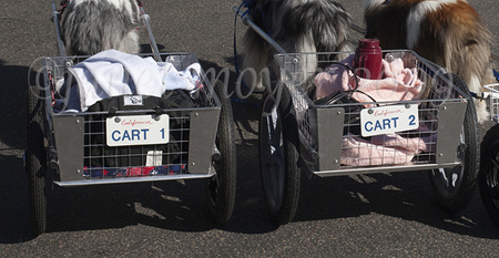 Dog carts licensed for California!
