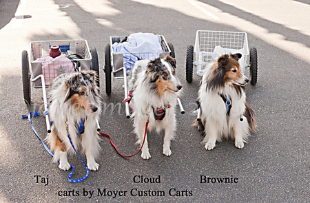 CUSTOM DOG CARTS - draft dog carts and dog carts for recreation