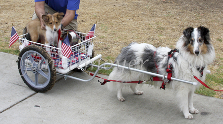 Checkmate It's a Cloudy Day, HCT, JHD, HTAD-Is, HT, PT with a puppy in a dog cart.