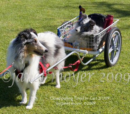 Cloud, pulling 17 year old Tinsel in his dog cart in Balboa Park, San Diego, CA.