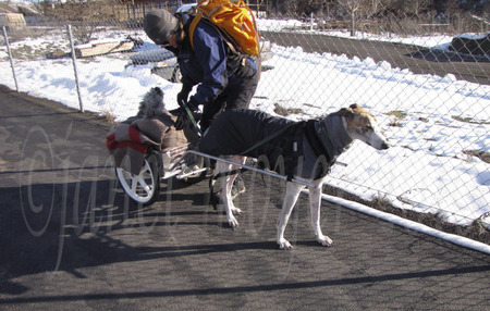 In Idaho, Moss the Greyhound pulls Conner the Schnauzer in his custom dog cart. Note the cold weather gear on both dogs.