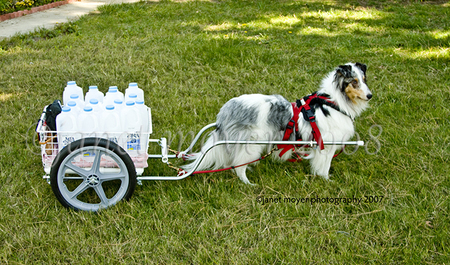 Cloud shown with his first dog cart made from PVC. Photo used on earliest business card