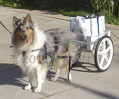 Bailey, a Collie from Poway, California proudly carries produce from the Farmer's Market for his owner. His is  a large dog cart with 20"wheels.