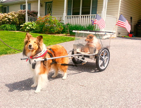 Cordell from Maryland helps out by taking the puppies for a walk in his Pupmobile (aka his dog cart). Note the cage on the cart so they don't fall out.