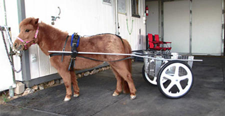 Developed larger dog cart for a mini-horse at a customer's special request.