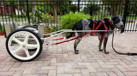 Boone's dog cart. Boone lives in Florida and is a beautiful hound. He has also earned Trick Dog Titles and participates in our annual Easter Bunny Fable on Facebook.