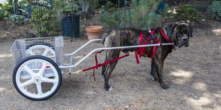 Goroth, a Mastiff, is pulling an extra large dog cart; shown with 20" wheels.