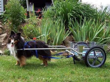 Stormy, a Shetland Sheepdog from Canada illustrating a perfectly balanced dog cart. He is properly harnessed to the cart and the shafts are in the correct position parallel to the ground.